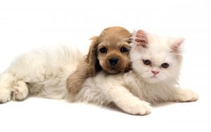 Dog and Cat
