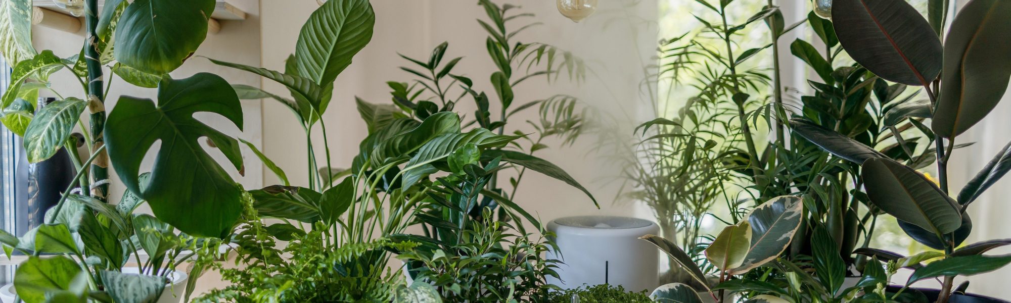 vadim-kaipov-8ZELrodSvTc-unsplash indoor plants
